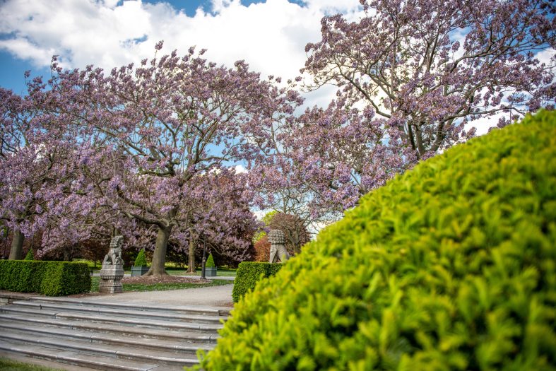 Pink flowering trees line the entrance way to a topiary garden down a set of stairs