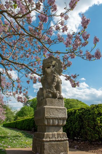 Purple blossoms adorn tree branches behind a gray food dog stone sculpture against green topiary and a blue sky