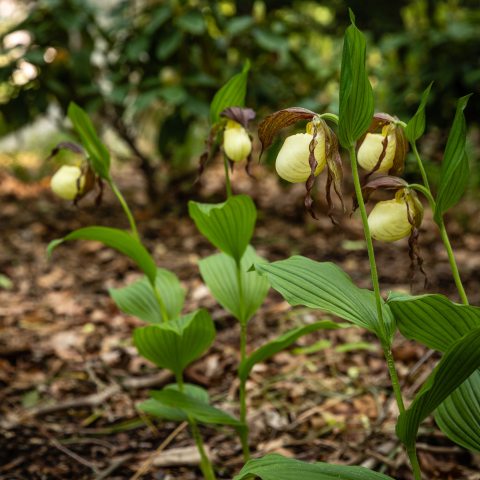 Light yellow slipper shaped flowers