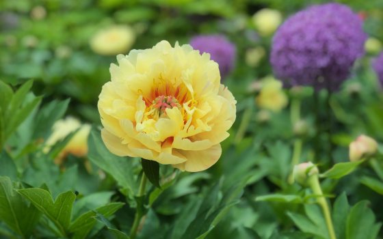 Yellow, multi-petal flower with divided green leaves.