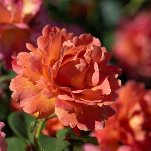 Orange-pink, multipetaled rose flower