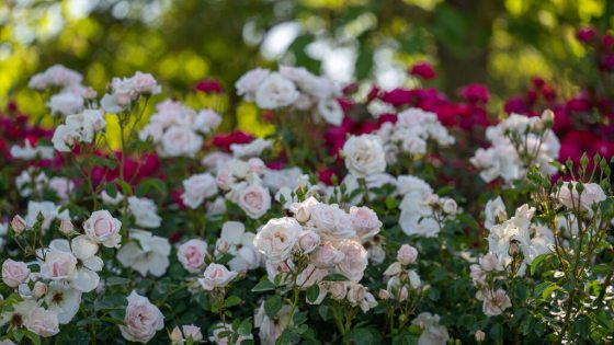Many small light pink rose flowers growing along green, climbing stems.