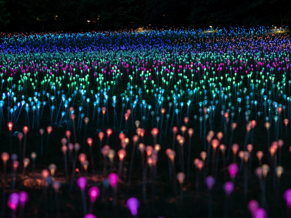 nighttime field of small orb lights 
