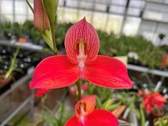close up image of a red Disa orchid