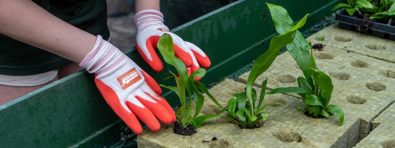 Closeup of young person's hands, wearing white and orange gardening gloves, placing green-leaved plants in substrate with evenly spaced holes.