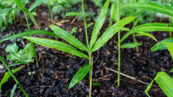 small sprouts of lemongrass popping up through the soil
