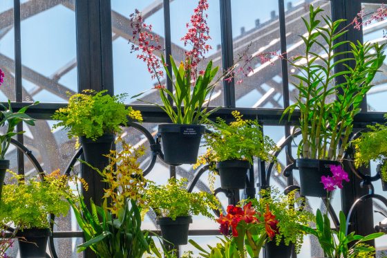 a variety of orchids in pots on a lattice backdrop