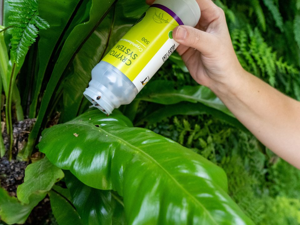 a hand sprinkling a container onto a large green leaf