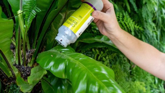 a hand sprinkling a container onto a large green leaf