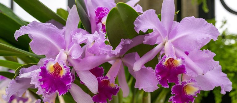 A close up image of purple orchid leaves.