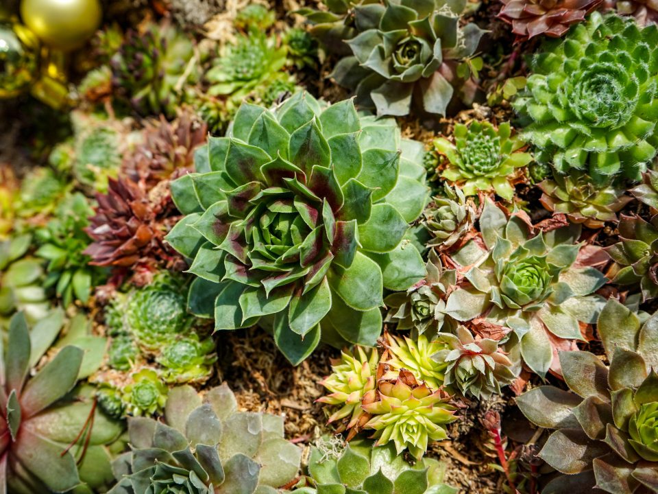 a close up image of succulents forming a tree