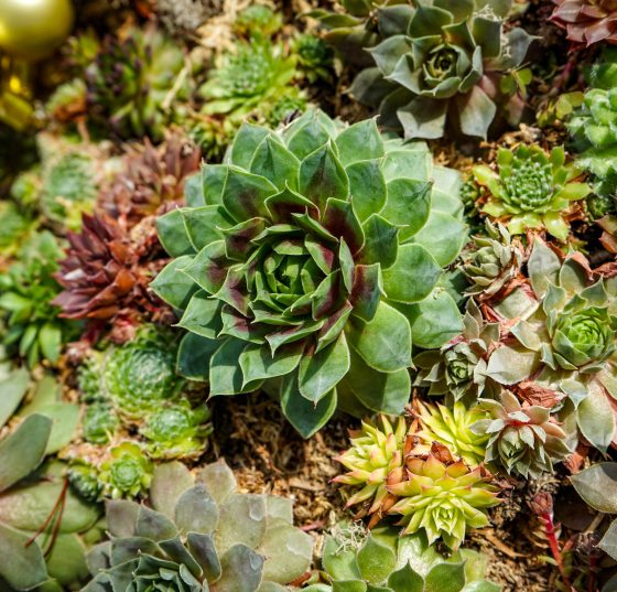 a close up image of succulents forming a tree