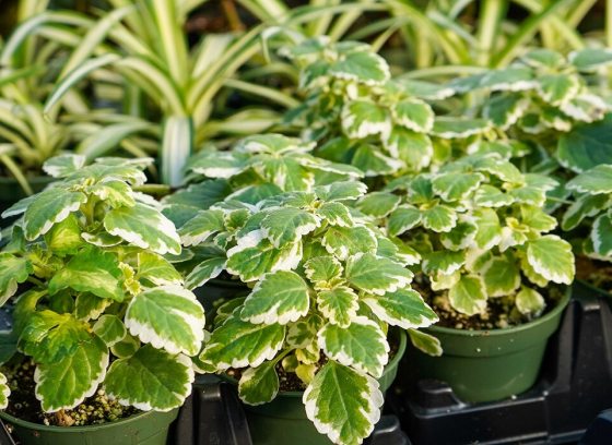 many small plants in pots lined up in a row