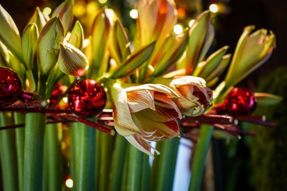 amarylis plant with red christmas balls around them