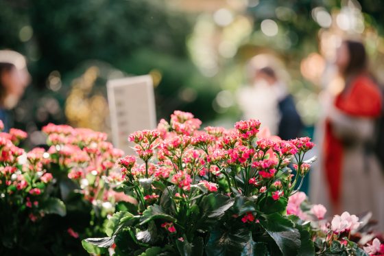 pink flowers in front with a blurry background