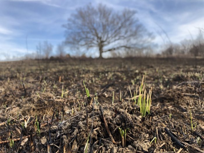 Tufts of green grass grow through a burned area of a meadow