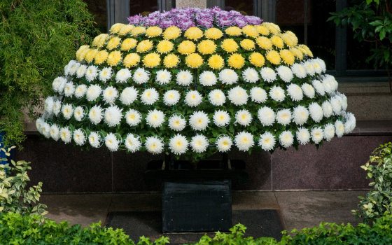 a dome of chrysanthemums with white, yellow, and purple flowers