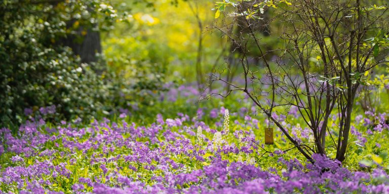 a spring woodland landscape with the pale green foliage of spring and purple blossoms in the foreground