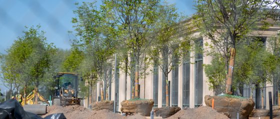 trees being planted in a construction site 