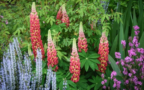Tall spikes of cherry red and yellow flowers