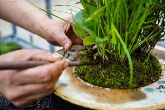Two hands, one holding a wood dow and the other the base of a plant. 
