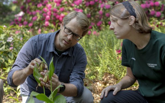 Two researchers look closely at a flowering orchid in a field setting.