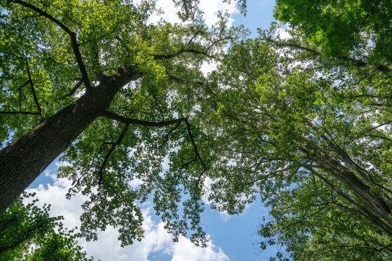 Images of trees shot from the ground, looking up at the sky. 
