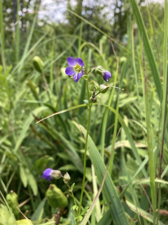 Tall green grass with a single purple flower in the center of the image.