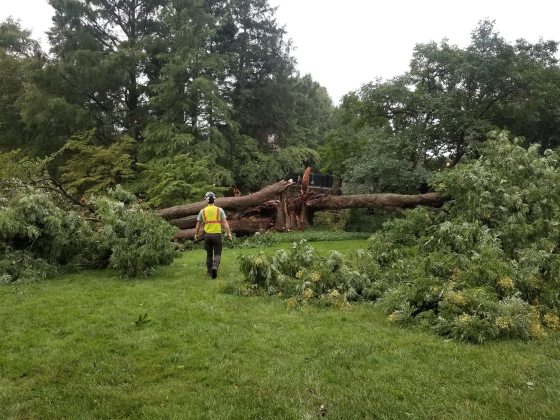 A person in a safety vest approaching a large fallen tree. 