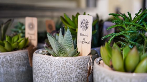 Several planted succlents in gray stone pots.
