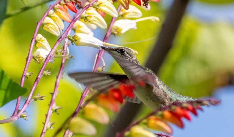 A rudy throated hummingbird feeding from a yellow flower.