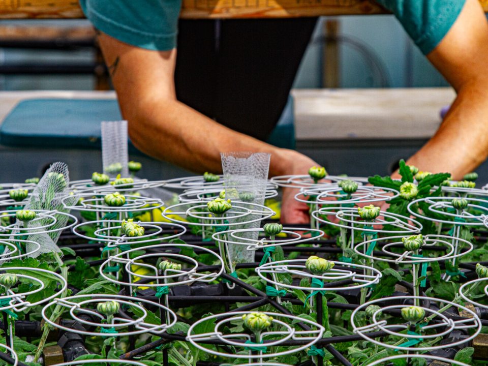 The arms of a person working with chrysanthemum blooms.