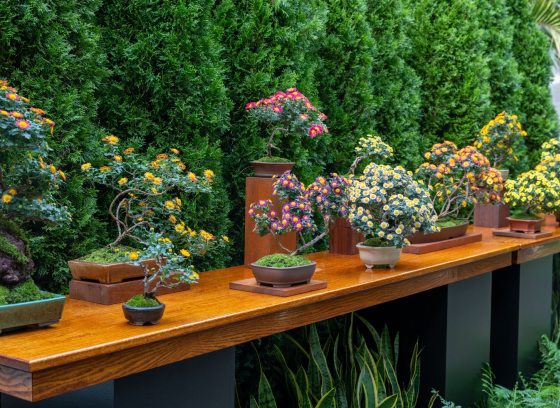 A wood table with 12 Chyrsanthemum bonsai plants on top.