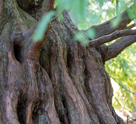 A close up of the trunk of a large redwood tree, featuring dark brown and wavy like lines running up and down the tree. 