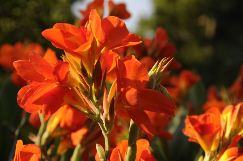 Close up of bright red cannas