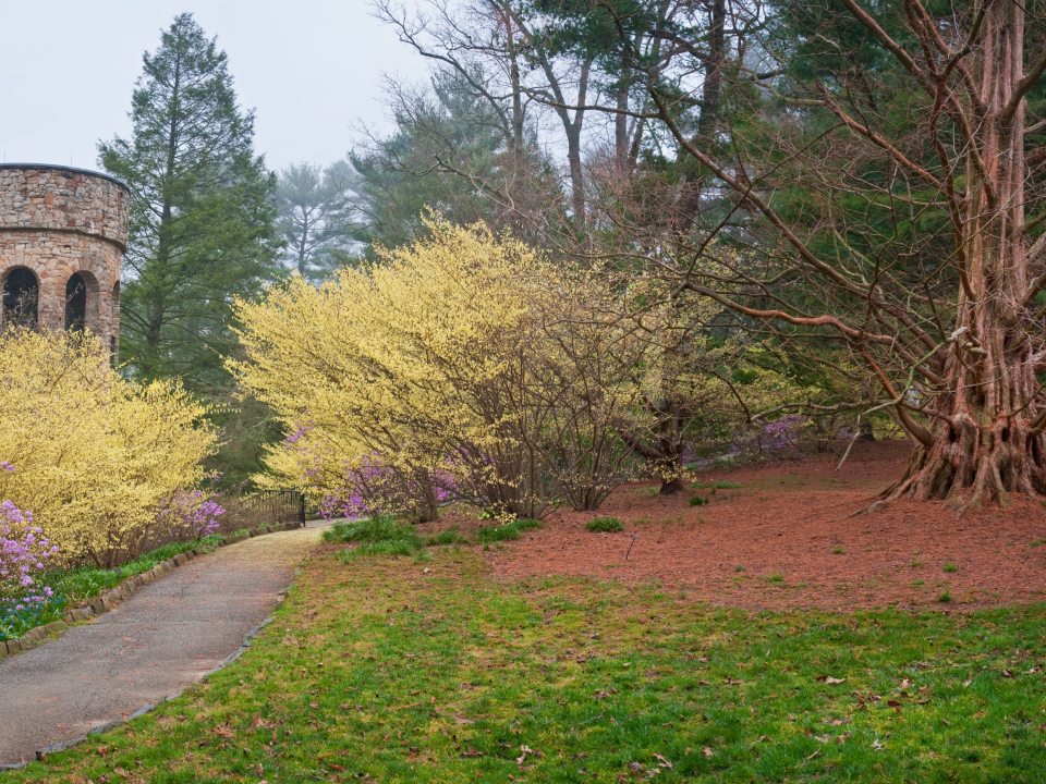 a view of a yellow and green textured garden with a stone building in the distance 