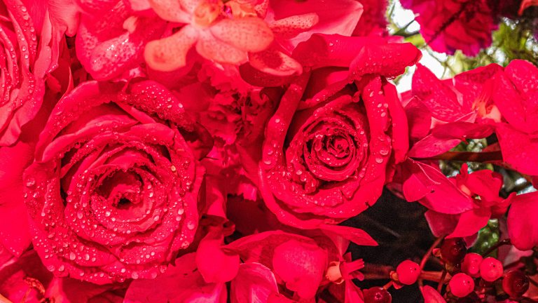 Closeup of bright red rose-like flowers in various stages of bloom.