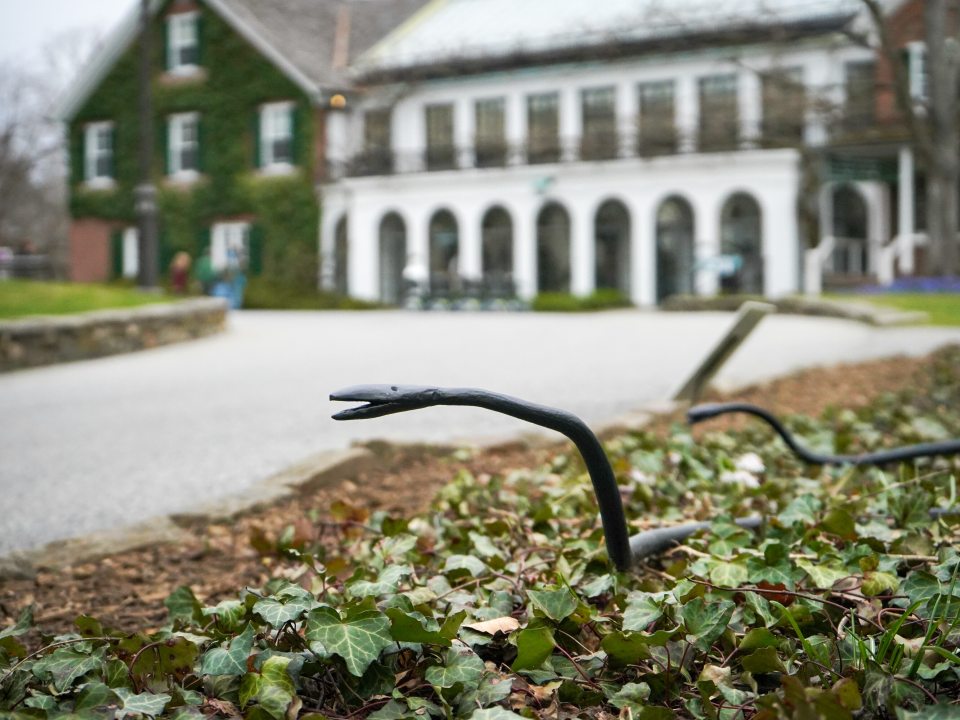 Two black iron snakes laying in a garden. 