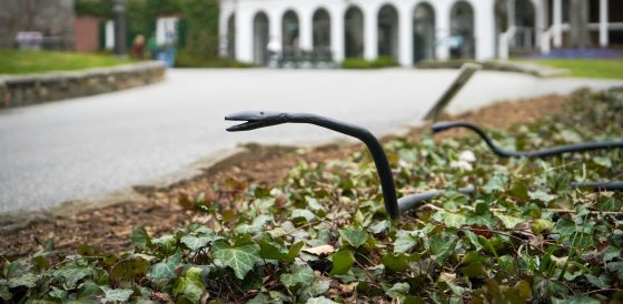 Two black iron snakes laying in a garden. 