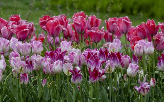 Dozens of pink and purple tulips growing in an outdoor garden.