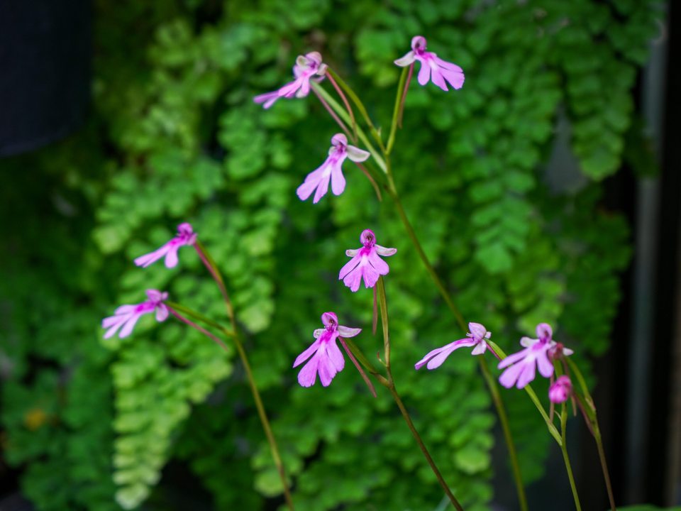 The Cynorkis orchid with small pink flowers set in front of green foliage.