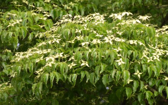 Four large, pointed, petal-like white bracts that surround a central cluster of small, inconspicuous, yellowish-green true flowers.