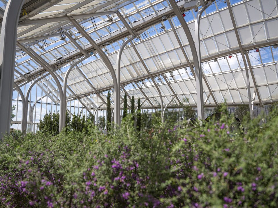 The inside of the Conservatory at Longwood Gardens with purple plants in the foreground looking up at the glass ceiling.