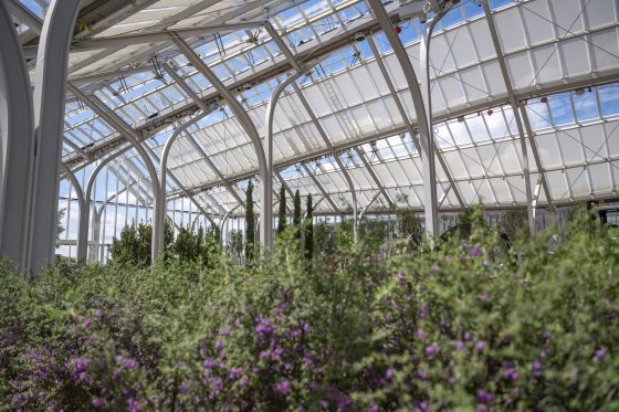 The inside of the Conservatory at Longwood Gardens with purple plants in the foreground looking up at the glass ceiling.