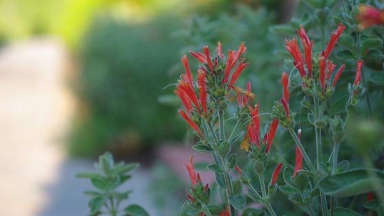 Red tall flowers along a stone path. 