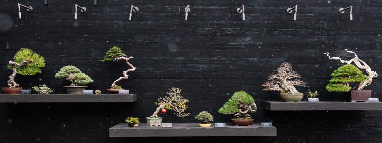 Seven bonsai trees are displayed on shelves across a black wood backdrop. 