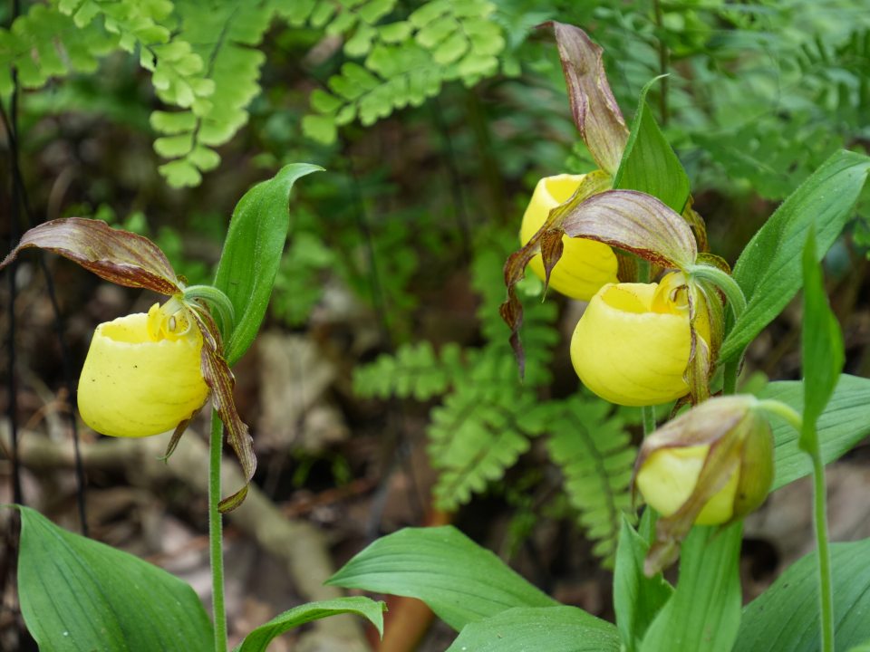 Yellow orchids growing in a forest covered area. 