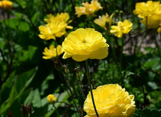 Yellow flowers growing shrub-like outdoors.