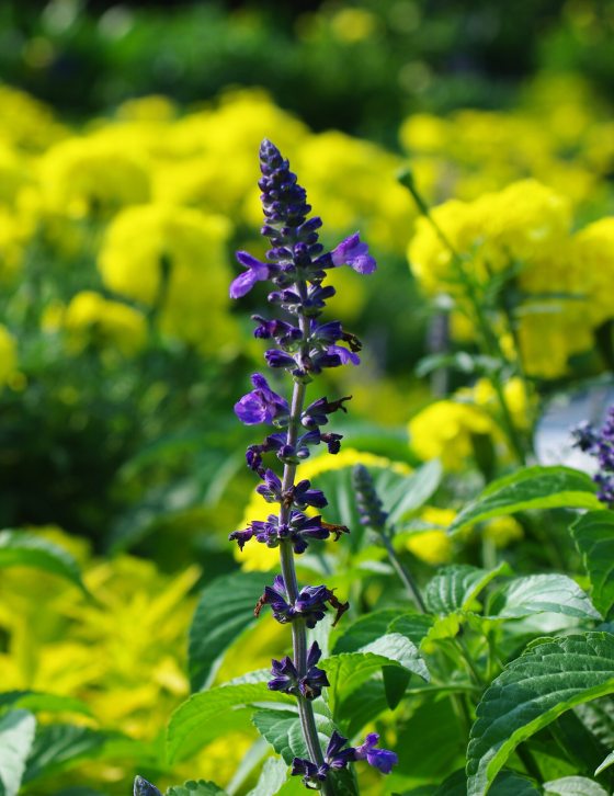 Tall purple triangular flowers in front of large yellow flowering shrubs. 
