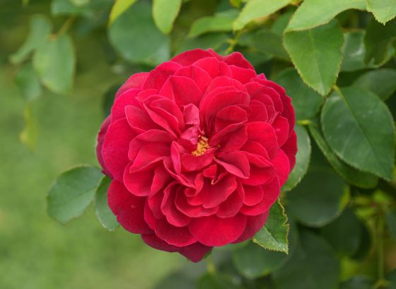 A single red flower blooming on a shrub.